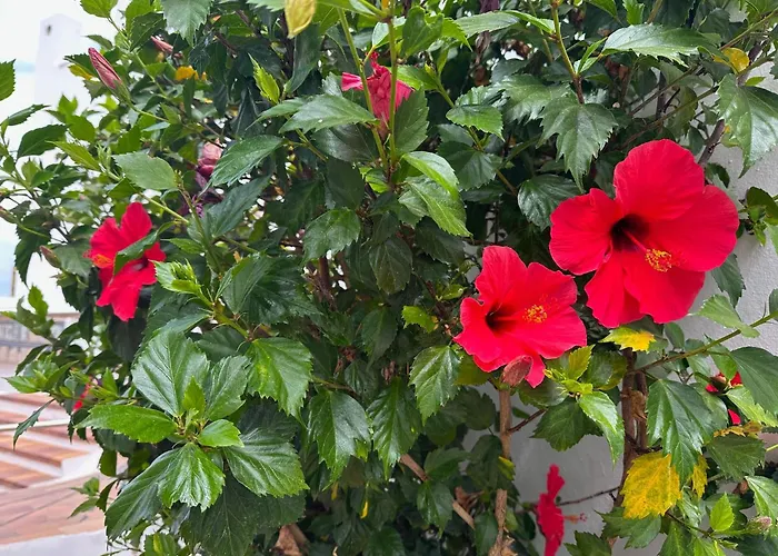 New Two Bedroom Apartment, Big Terrace & Sea View,